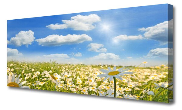 Tablou pe panza canvas Meadow Margarete Natura Verde Albastru Alb