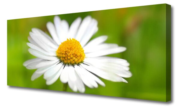Tablou pe panza canvas Daisy Floral Galben Alb