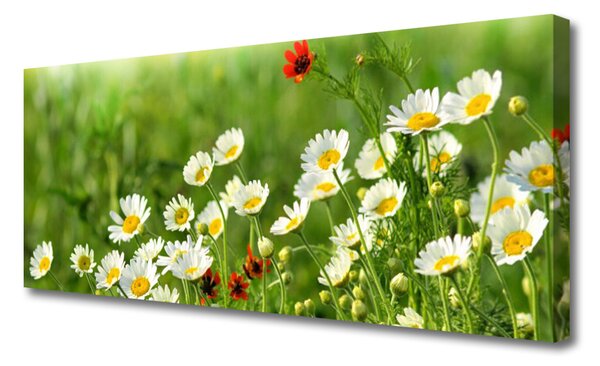 Tablou pe panza canvas Daisy Natura Galben Alb