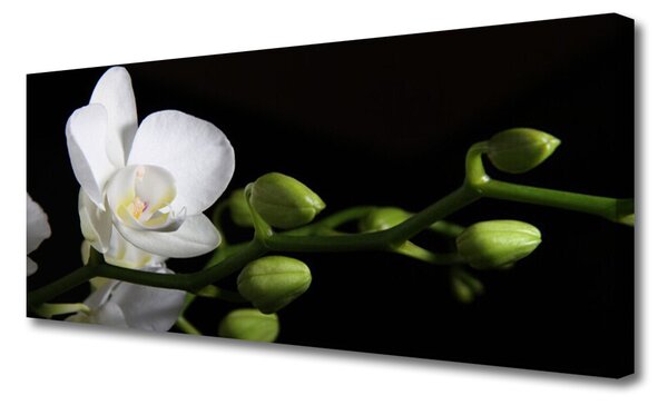 Tablou pe panza canvas Florale flori albe