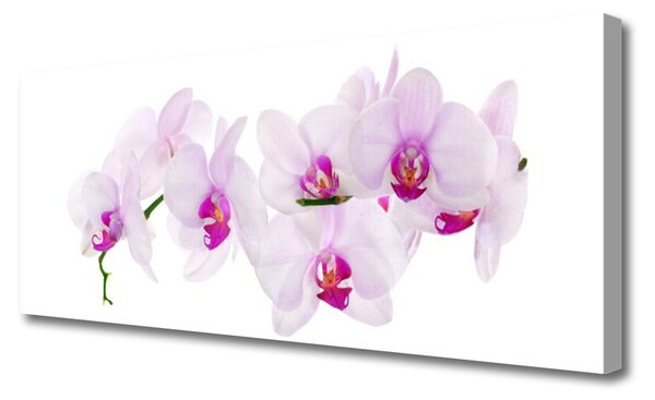 Tablou pe panza canvas Flori roz Floral