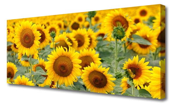 Tablou pe panza canvas Floarea soarelui Floral Brown Galben