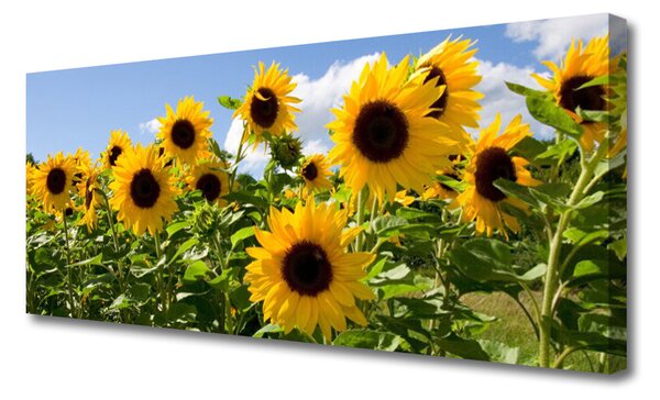 Tablou pe panza canvas Floarea soarelui Floral Brun Galben Verde