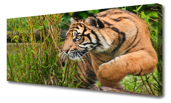 Tablou pe panza canvas Tigru Animale Maro Negru