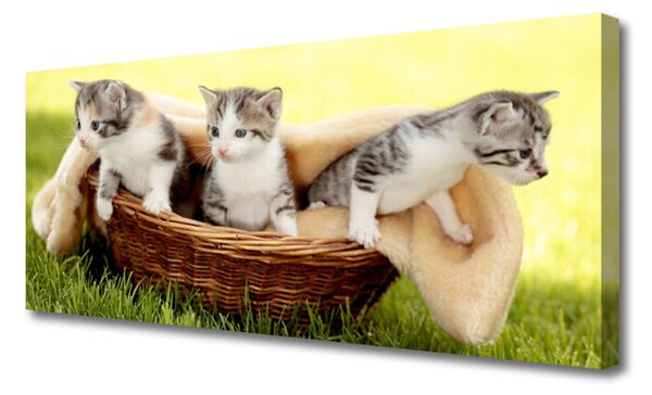 Tablou pe panza canvas Pisici Animale Gri Alb Maro