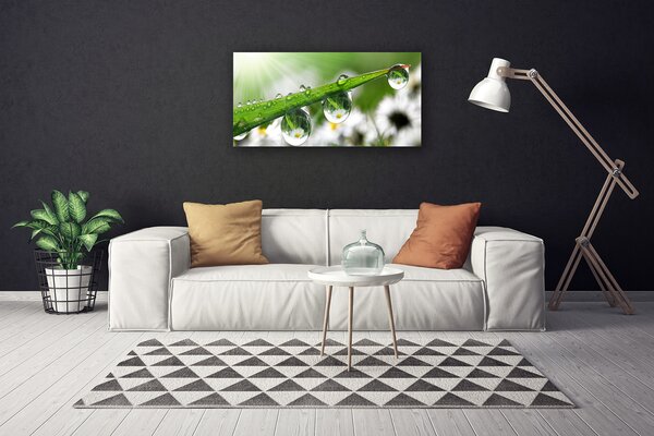 Tablou pe panza canvas Iarbă Picături de rouă Natura verde