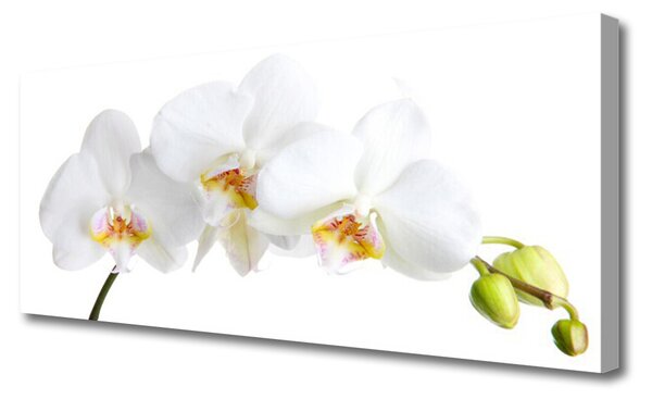 Tablou pe panza canvas Flori Floral alb