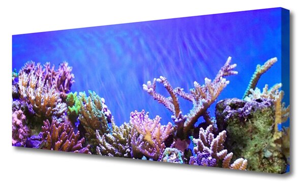 Tablou pe panza canvas Coral Reef Natura Multi