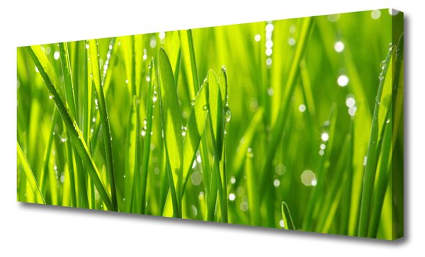Tablou pe panza canvas Iarbă Natura verde