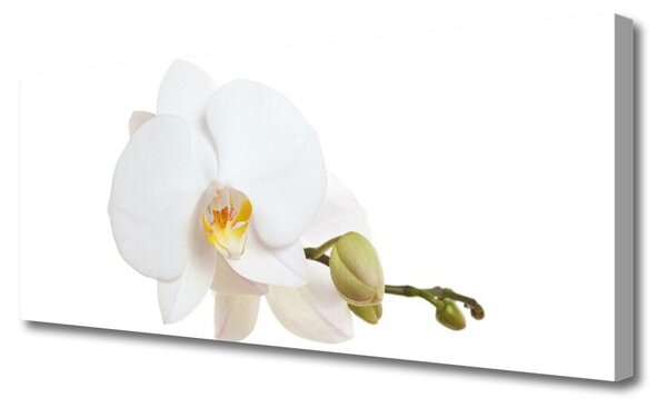 Tablou pe panza canvas Florale flori albe