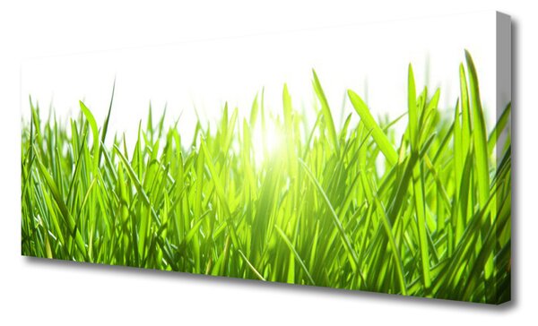 Tablou pe panza canvas Iarbă Natura verde
