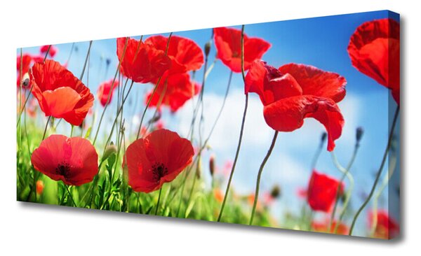 Tablou pe panza canvas Poppy Iarbă Natura Roșu Verde