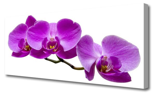 Tablou pe panza canvas Flori roz Floral