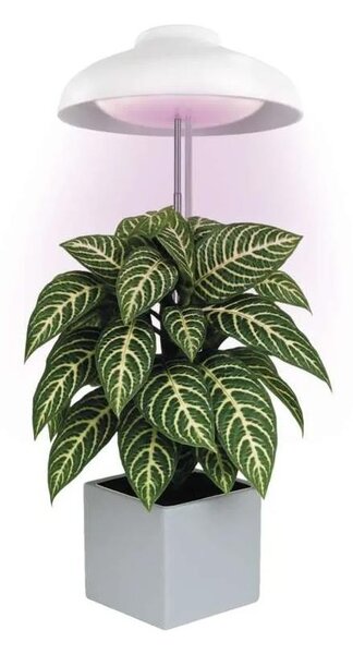 Lampă LED de interior pentru creșterea plantelor GROW LED/5W/5V
