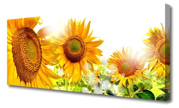 Tablou pe panza canvas Floarea soarelui Floral Galben Maro