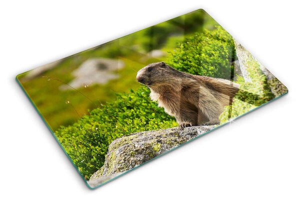 Tocător din sticlă Marmotă pe un fundal de iarbă verde