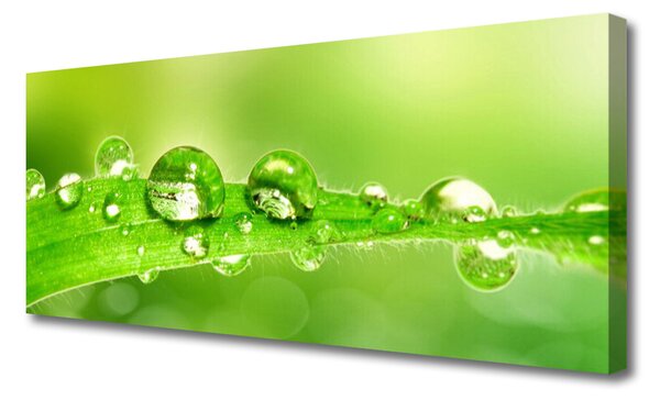 Tablou pe panza canvas Leaf Dewdrops Floral Verde