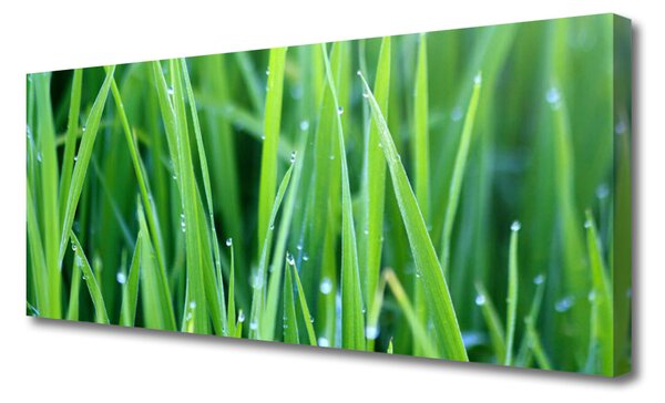 Tablou pe panza canvas Weed Natura verde