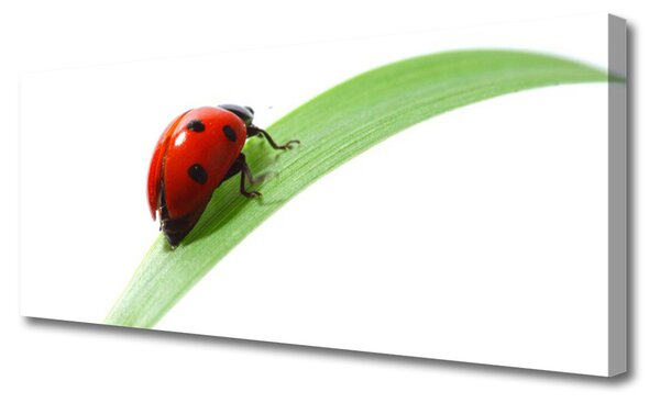 Tablou pe panza canvas Ladybird Beetle Natura Verde Roșu Negru