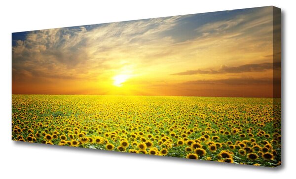 Tablou pe panza canvas Soare Meadow Floarea soarelui Natura Galben Maro Verde