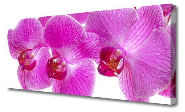 Tablou pe panza canvas Flori roz Floral