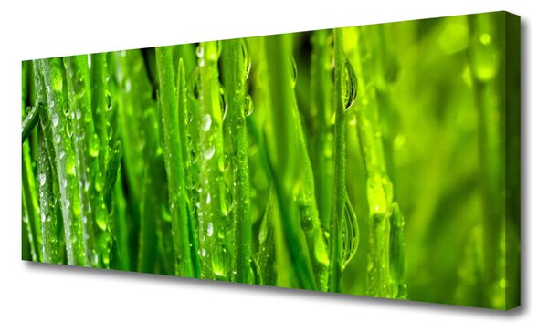 Tablou pe panza canvas Iarbă Natura verde