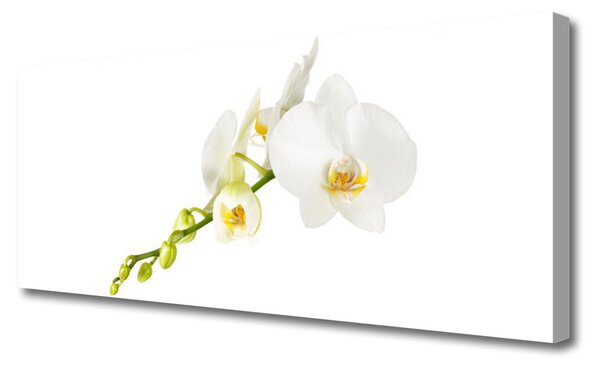 Tablou pe panza canvas Flori Floral alb