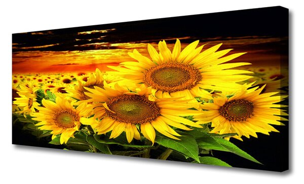 Tablou pe panza canvas Floarea soarelui Floral Galben Maro