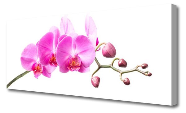 Tablou pe panza canvas Flori roz Floral