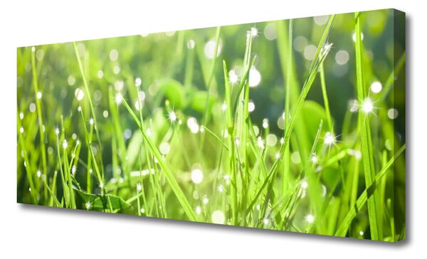 Tablou pe panza canvas Iarbă Natura verde