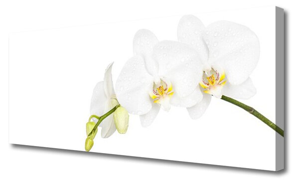 Tablou pe panza canvas Flori Floral alb
