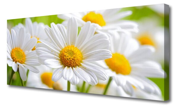 Tablou pe panza canvas Daisy Floral Galben Alb