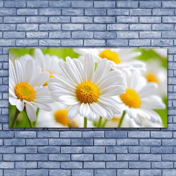 Tablou pe sticla Daisy Floral Galben Alb