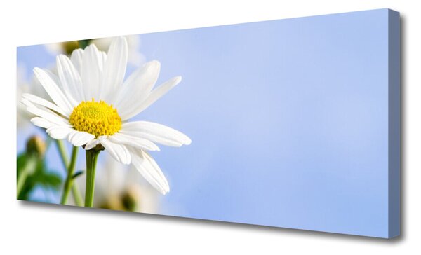 Tablou pe panza canvas Daisy Floral Galben Alb