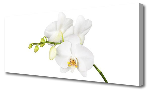 Tablou pe panza canvas Flori Floral alb