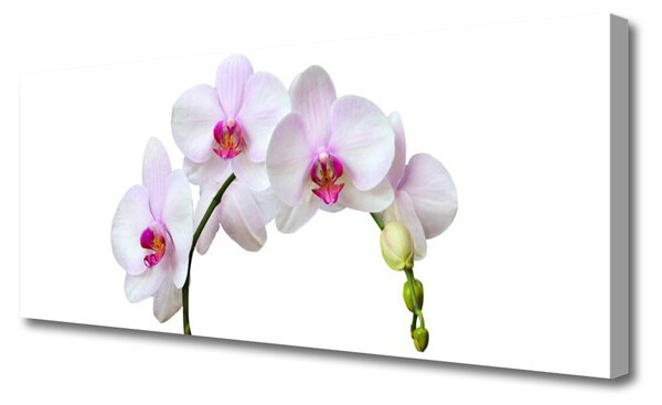 Tablou pe panza canvas Flori Floral Alb Roz