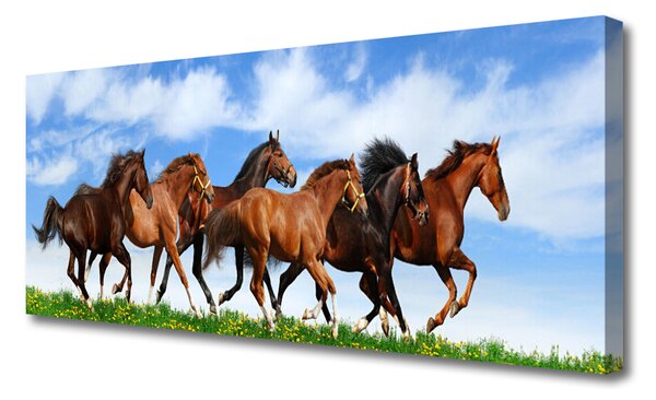 Tablou pe panza canvas Cai Animale Maro Alb