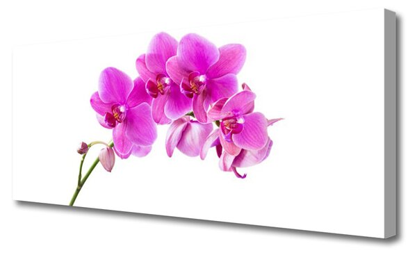 Tablou pe panza canvas Flori roz Floral