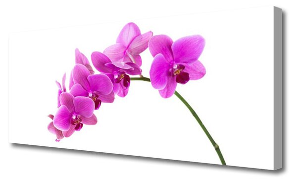 Tablou pe panza canvas Flori roz Floral