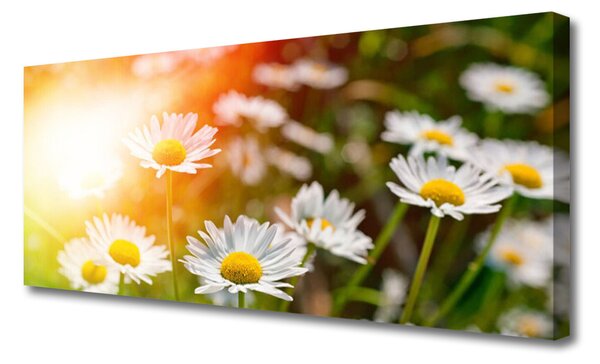Tablou pe panza canvas Daisy Floral Galben Alb Verde