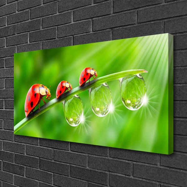 Tablou pe panza canvas Iarbă gărgăriță picături de rouă Floral Verde Negru Roșu