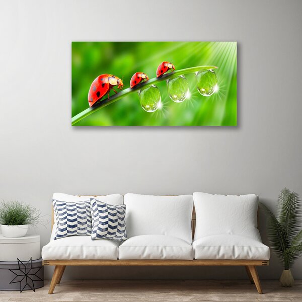 Tablou pe panza canvas Iarbă gărgăriță picături de rouă Floral Verde Negru Roșu
