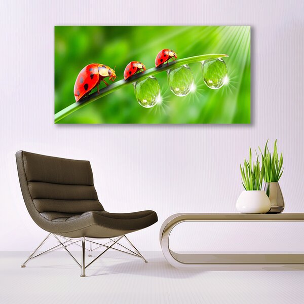 Tablou pe panza canvas Iarbă gărgăriță picături de rouă Floral Verde Negru Roșu