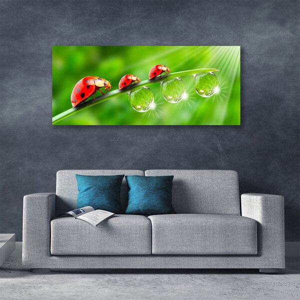 Tablou pe panza canvas Iarbă gărgăriță picături de rouă Floral Verde Negru Roșu