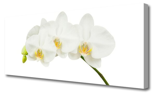 Tablou pe panza canvas Flori Floral alb