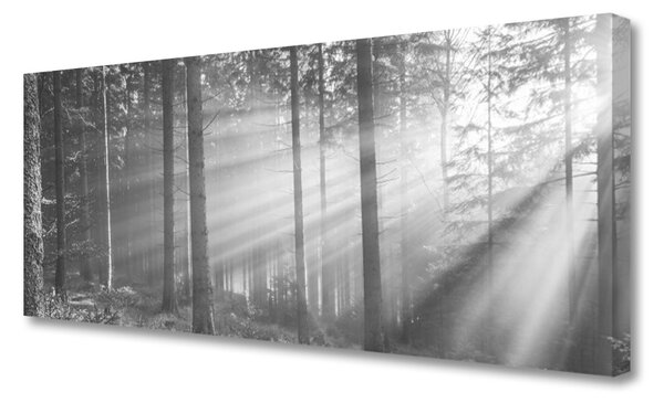 Tablou pe panza canvas Forest Nature Gray