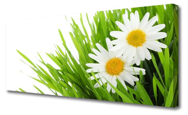 Tablou pe panza canvas Iarbă Margarete Floral Verde Galben Alb