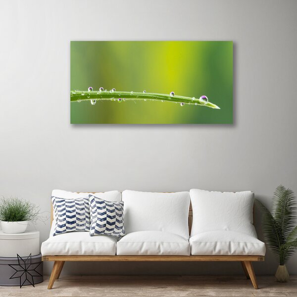 Tablou pe panza canvas Iarbă Picături de rouă Floral Verde