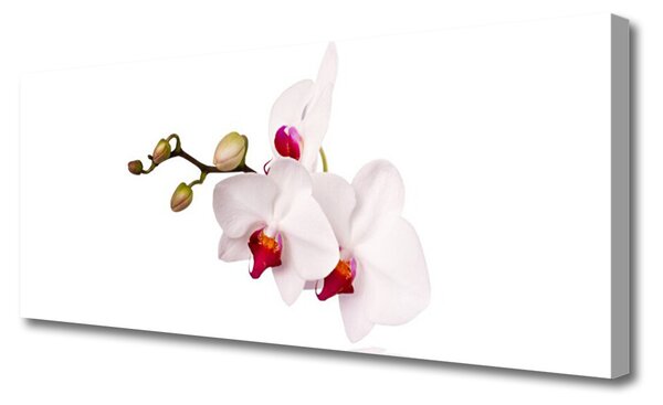 Tablou pe panza canvas Flori Floral Roz Alb