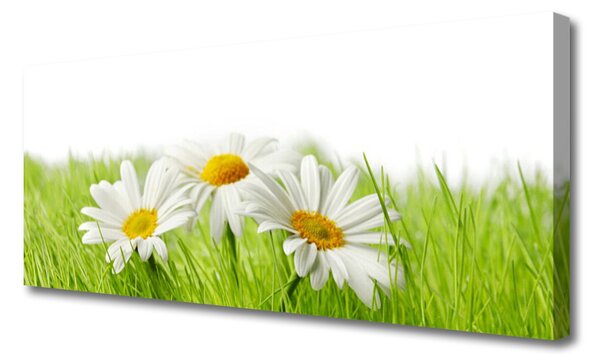 Tablou pe panza canvas Iarbă Margarete Floral Alb Verde